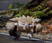 ? A Himalayan Griffon vulture, in attack mode &#124; Chopta, Uttarakhand &#124; December 2017 &#124; Husein Latif Photography from uttarakhand kumauni