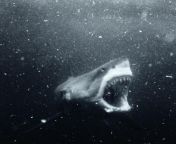 Absolutely terrifying shot of a Great White deep in the black depths. from white deep fuck 3gp video