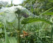 Nursery Web Spiders build cozy web-homes for their offspring, like this one built around several large leaves. Female Nursery Webs, like lots of spiders and their cousins, also tend to kill the males around mating time - to get around this, the guys playfrom ccomplete web
