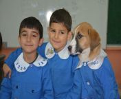 Rescued puppy attends classes in village school from dip xxx village school