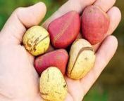 Posting about a different type of nut each day: Day 21 Kola nuts from nazriyaadeshi dudh sagor kola