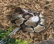 ? My highly intelligent ball python grabbed my feeding tongs instead of the rat on the end of them and tried to eat his rat backwards while holding the feeding tongs. Im proud to have raised such a smart boi. ? from kada svi muskarci odu u rat on odluci da im poseti zene