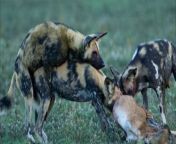 African wild dogs eat a young calf during mating. from wild dogs