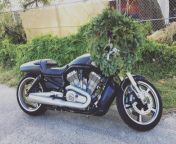 Throwback to this time of year; picking up a wreath on my first motorcycle, HD V-Rod Muscle. Wonder if its worth it or too late to buy one this year. from telugu first night hd seximgchili tvn nudeimpandhost lsl nudeamazing