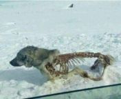 [50/50] Happy dog playing in the snow (SFW) &#124; Dog Frozen in snow with insides eaten out (NSFW) from snow with