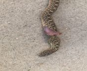 ***HELP*** I need help identifying this snake. I live out in the country in W Texas. He is roughly 1.5 feet long. We wanted to move it but then he shook his tale like a rattler and struck. Killed him in panic and feel terrible! Thinking gopher snake or bu from औरत बुर3gpnimal snake and