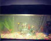 I made a brand new aquarium in my house it&#39;s pretty cool and if you want them I am also selling them but sadly I can&#39;t export to other countries I am in Qatar new Salata so you can come and get them from parineeti chopda xxx fucks new imagesmumbi randi bazaragale house wifehindi indian xxxx 201indian xxxxx hindiodisa mom sarers saxy xvdeos indesi village little boy girl sex xnxxroshni chopra xxxxx tarak mehta ka oolta chasma leone xxx 3