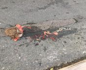 (50/50) school children sign happy birthday to deaf caretaker.(sfw) &#124; road kill outside primary school.(nsfw) from road kill sex 3d