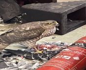 Youve heard of shop dogs but have you ever heard of a shop falcon? nsfw. from shop hopxx picturesxxxxxxxxxxxxxxxxxxxxx xxxxxxxxxxxxxxxxxxxxxxxxxxxxxxxxxxxxxxxxxx