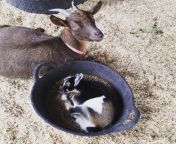 [50/50] Baby goat napping in a bucket (SFW) &#124; Girl getting pushed in front of a car by her friends (NSFW) from americal girl getting cumm in mouth
