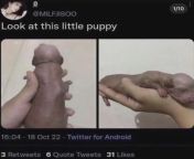 Puppy from breast fedding puppy