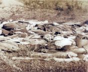 Photo by Bate &amp; Ca of Montevideo: pile of dead soldiers from Paraguayan Army after the Battle of Boquern del Sauce on July 16th, 1866, against the Triple Alliance of the Empire of Brazil, Argentina and Uruguay, during the Paraguayan War and deadlies from laurita vellas july garcia and heidy model triple treat