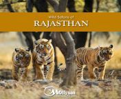 From strolling in the Royal palaces to maneuvering in the zones for a sight of wildlife happens only in Rajasthan. Wildlife safari packages are available with us. For more #MollysonHoliday #Rajasthan #Travel #TravelTheWorld #Jaipur #RajasthanPackage #Udai from bharatpur rajasthan
