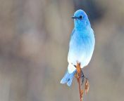 ? The beautiful blue colour of the mountain bluebird from foot of the mountain pt 1