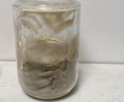 [50/50] Fizzy water on a cool summers day (SFW) &#124; 1.5kg of dead skin in a jar (NSFW/L?) from 【asmr】眠れない暑い日には耳元から涼しさを🍨cool down on a hot summers day【白銀ノエル