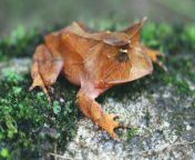 This horned boy is Boie&#39;s Frog! (Proceratophrys boiei) When this frog gets disturbed it makes a leap and then immediately flattens itself on the forest floor! It&#39;s brown-orange coloring and spikes make it look like a dead leaf! That way it is like from frog badly