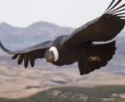 Andean condor from andean sxs vedeo