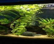 Louisville ky. Pennywort, duckweed, anachris, java moss, and hornwort. Make me an offer on pennywort and java moss, everything else is 5 dollars for a huge bundle. from suseta sen and java prdha xxx image