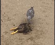 Help with ID of dead, headless bird on beach, Newport Beach, CA (not the gull) from exhibition on beach