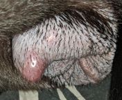 NSFW 11mo old female has painful lump on her private area. from lump com