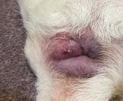 Noticed a mass on dogs anus. Vet appointment booked. Dog is unbothered but Im panicking thinking it could be cancer. I know there cannot be a diagnoses until he goes to clinic but what do people think? Im just looking for peace of mind :/ from dayna vet