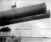 (Repost) Found this on r/catpictures thought it belonged here [1600×1107] A cat, the mascott of the HMS Queen Elizabeth, walks along the barrel of a 15-inch gun on deck, in 1946. (Original person to post it was u/5_Frog_Margin) from 澳门网上百家乐网站→→1946 cc←←澳门网上百家乐网站 chnv