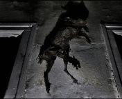 [NSFW?] One of the creepiest things I&#39;ve found while exploring. Dead rabbit nailed to the wall in an abandoned house. from the secret things