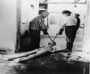 Survivors of the Dachau concentration camp demonstrate the operation of the crematorium by dragging a corpse toward one of the ovens, Dachau Germany, c. May, 1945 from tanigali the operation ep