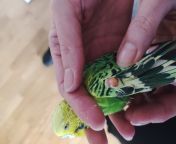 My budgie has this.. tumor? She&#39;s an old little lady, over 12 years old, probably more like 13 or 14. I know I need to get her to the vet but thought I could get some advice/thoughts already now. Can the vet even do anything in this case? from pan old moti lady