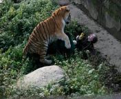 A tiger toys with a Russian woman who was saved by onlookers throwing objects at the tiger. from banglah nabira and nasim sxy tiger sex