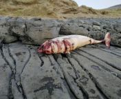(graphic photo, tw blood, dead animal) Does anyone know what could it be? This animal washed offshore in Republic of Ireland in County Clare. We are curious what could it be since its white. The animal was huge, at least 3m long. RIP my friend :( from chaina 3m