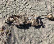 What is this dead critter? Found on the beach in Sea Ranch, CA. from naket women in sea beach