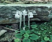 Indian Pipe, aka Ghost Flower from indian xxx aka ve