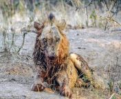 Lion dying after losing a fight with a buffalo from losing a fight