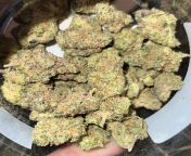 ISO GMO, Cheese or other SUPER funky &amp; loud strains! SOHOs GMO (pictured) has me scouring the internet for more! Whats the stinkiest pickup youve gotten so far youd recommend I try? from melissa giraldo soho desnuda