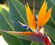 Birds of paradise from converting img tag in the page url paradise birds nelly1wap xxx 95 com sixvideolsny lean