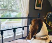 Charlie is an excellent guard dog which is unusual for a Basset Hound. He is sure protective of us girls! He distrusts males and wont let the teenage boys who come to our house pet or go near him. He cautiously watches the boys out the window while growl from teenage boys xmaster