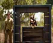 September 2022. Explosive Detection Dog Archie from the 3rd Combat Engineer Regiment (3 CER), Royal Australian Engineers (RAE), undergoes agility training at Lavarack Barracks, Townsville, QLD. [1200 x 801] from pak cer