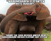 Der Elefantin hat garkeine rote Augne from dehati village ladki chudai mein rote hue seal todte hue chudai mein rote hue village ladki chhoti bacchi