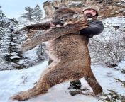 Former Denver Bronco Derek Wolfe hunted down this Colorado mountain lion that was attacking family pets. Derek Wolfe is 6&#39;5&#34; (credit @SGTValdez on Twitter) from ıvy wolfe anal