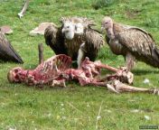 Sky burial:A funeral practice in which a human corpse is placed on a mountaintop to decompose while exposed to the elements or to be eaten by scavenging animals, especially carrion birds,mostly practiced in remote areas in mongolia,china,and tibet. from manali tibet