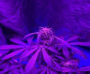 Top flower leaves are sad. I have been staying away from nutrients and been feeding plain water ph 6.5-6.7. My friend told me because I planted in Happy Frog Fox Farm Soil that I need little or any nutrients. Could lack of nutrients be the cause for the l from girls 6 7 y