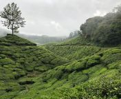 Munnar tea fields, India [oc] [3167x3007] from munnar