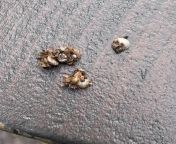 A large (1inch) consolidated lump of small shells held together with brown goo. from 1inch
