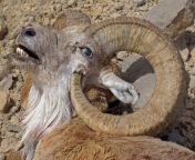 Found a potential mascot for r/migraines. I think this ram lost the same biological lottery as us from the bitch nikki monk show us