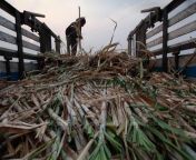Vietnam imposes dumping levy on Thai sugar from levy