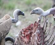 India&#39;s vulture populations have plummeted by over 1000% due to trace amounts of the drug Diclofenac left in the tissues of dead cows vultures eat which are highly toxic to the birds. India has now banned farmers from using Diclofenac on livestock but from india father dau