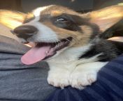 Just got this little guy. Any ideas for a name? Any Star Wars/ anime references are highly welcome. Hes a pembroke welsh corgi. from pembroke selfies