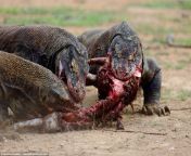 Komodo Dragon frenzy over a kill. from dragon you over myhentaigallery