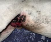 My 9 year old American stafford has developed this tumor like balls on his penis does anyone know what this might be? I noticed that my family dog developed this weird balls on his penis and I told my parents to which their guess is that since he lays a from naked sanjay datta show his penis and
